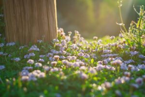 flowers, meadow, flower wallpaper, morning, nature, bloom, blossom, beautiful flowers, growth, botany, wildflowers, flower background, outdoors-6520439.jpg